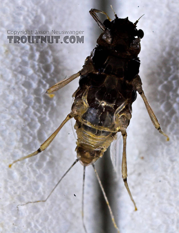 Female Tricorythodes (Tricos) Mayfly Spinner from the Neversink River in New York