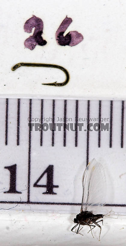 Female Tricorythodes (Tricos) Mayfly Spinner from the Neversink River in New York