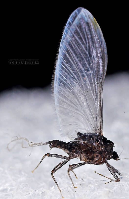 Female Tricorythodes (Tricos) Mayfly Spinner from the Neversink River in New York