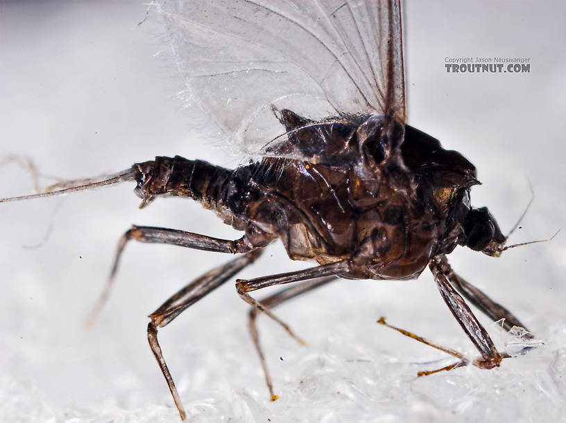 Female Tricorythodes (Tricos) Mayfly Spinner from the Neversink River in New York