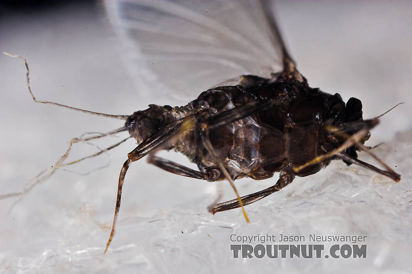 Female Tricorythodes (Tricos) Mayfly Spinner from the Neversink River in New York