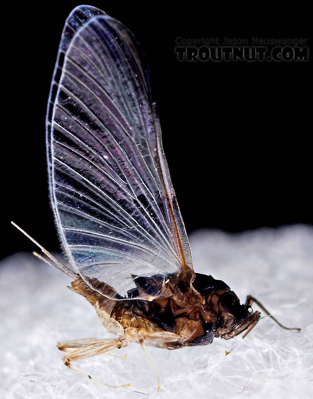 Female Tricorythodes (Tricos) Mayfly Spinner from the Neversink River in New York