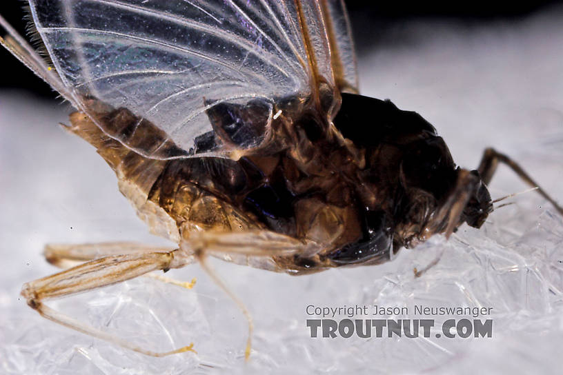 Female Tricorythodes (Tricos) Mayfly Spinner from the Neversink River in New York