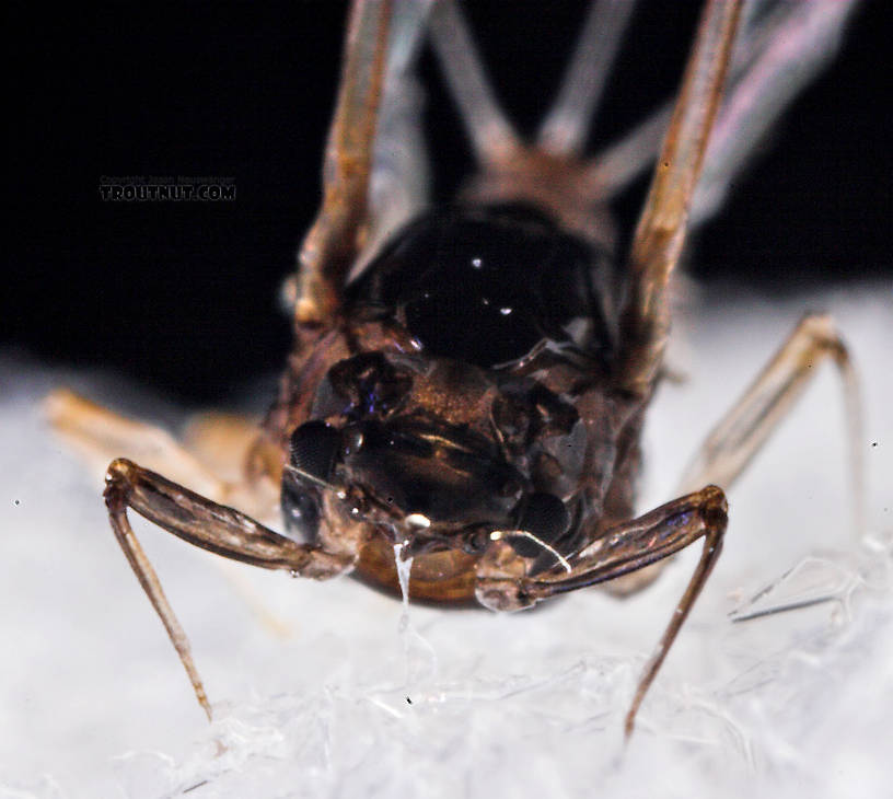 Female Tricorythodes (Tricos) Mayfly Spinner from the Neversink River in New York