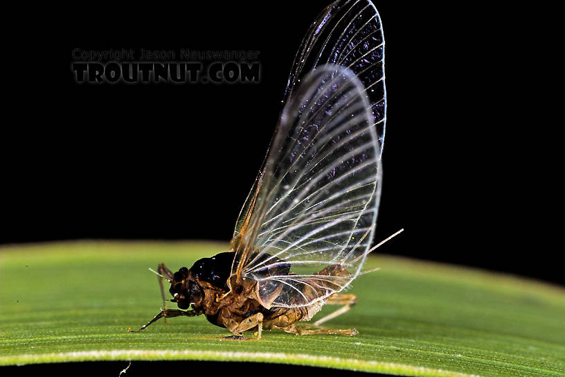 Female Tricorythodes (Tricos) Mayfly Spinner from the Neversink River in New York