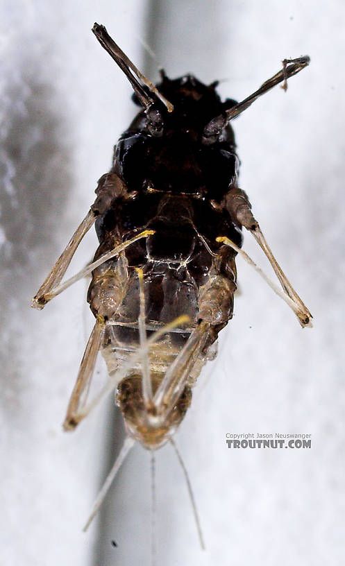 Female Tricorythodes (Tricos) Mayfly Spinner from the Neversink River in New York