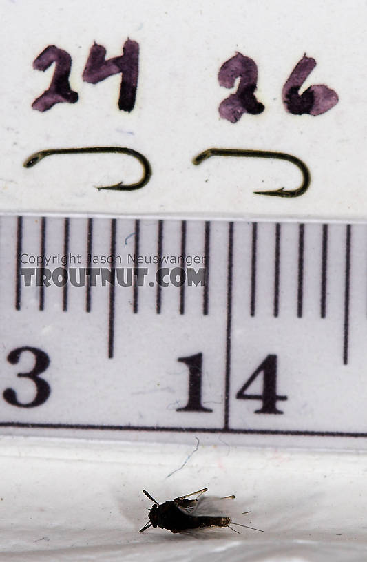 Female Tricorythodes (Tricos) Mayfly Spinner from the Neversink River in New York