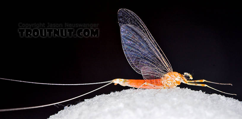 Female Epeorus vitreus (Sulphur) Mayfly Spinner from Mystery Creek #43 in New York