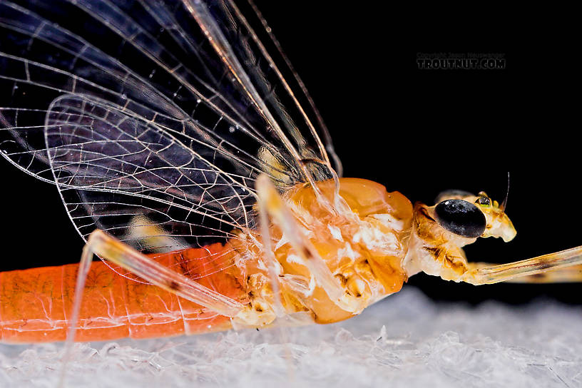 Female Epeorus vitreus (Sulphur) Mayfly Spinner from Mystery Creek #43 in New York