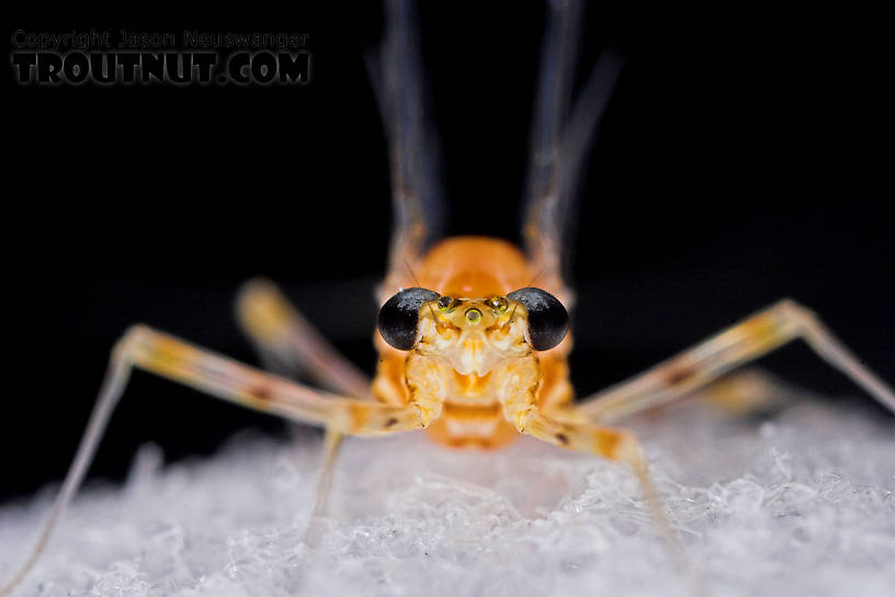 Female Epeorus vitreus (Sulphur) Mayfly Spinner from Mystery Creek #43 in New York