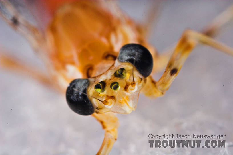 Female Epeorus vitreus (Sulphur) Mayfly Spinner from Mystery Creek #43 in New York