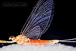 Female Epeorus vitreus (Sulphur) Mayfly Spinner