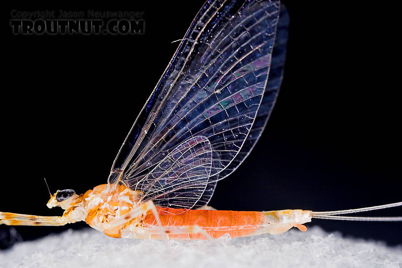 Female Epeorus vitreus (Sulphur) Mayfly Spinner from Mystery Creek #43 in New York