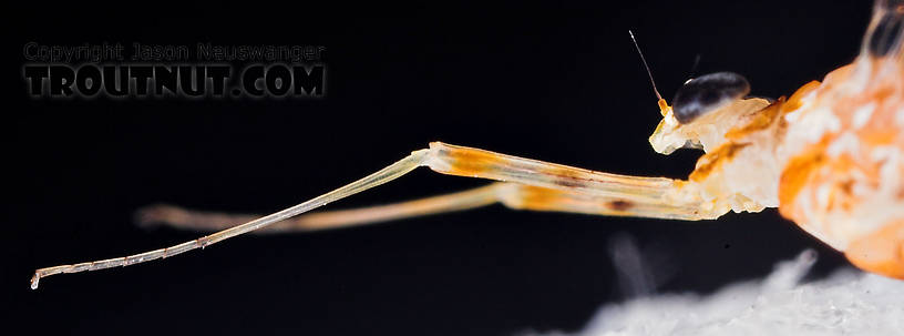 Female Epeorus vitreus (Sulphur) Mayfly Spinner from Mystery Creek #43 in New York