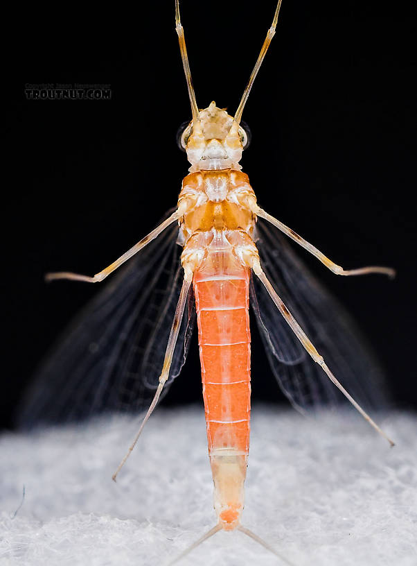 Female Epeorus vitreus (Sulphur) Mayfly Spinner from Mystery Creek #43 in New York