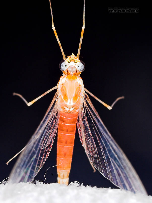 Female Epeorus vitreus (Sulphur) Mayfly Spinner from Mystery Creek #43 in New York