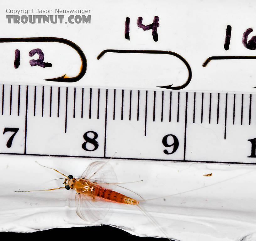 Female Epeorus vitreus (Sulphur) Mayfly Spinner from Mystery Creek #43 in New York