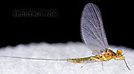 Male Baetis (Blue-Winged Olives) Mayfly Dun