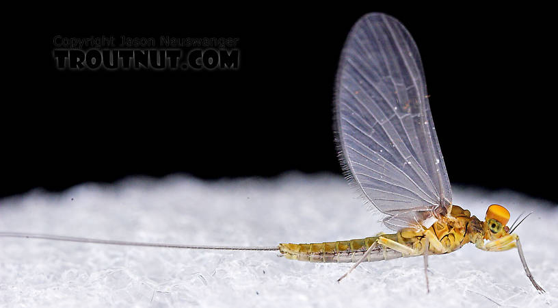 Male Baetis (Blue-Winged Olives) Mayfly Dun from Mystery Creek #43 in New York