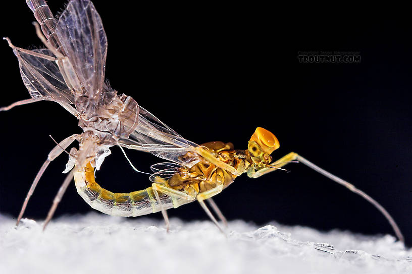 Male Baetis (Blue-Winged Olives) Mayfly Dun from Mystery Creek #43 in New York