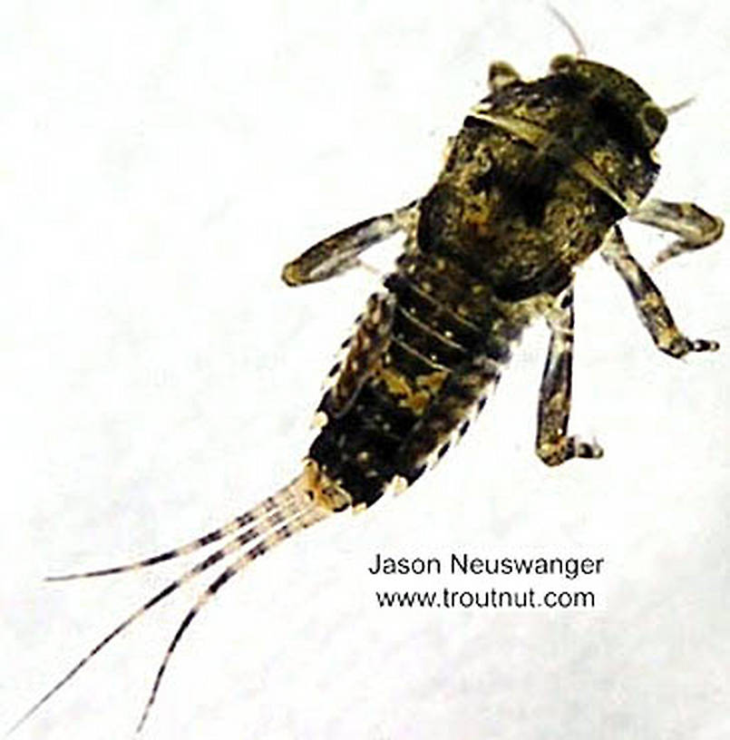 Ephemerella invaria (Sulphur Dun) Mayfly Nymph from the Namekagon River in Wisconsin