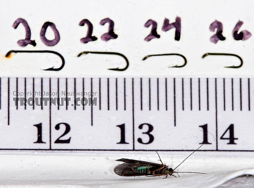 Cheumatopsyche (Little Sister Sedges) Caddisfly Adult from Mystery Creek #43 in New York