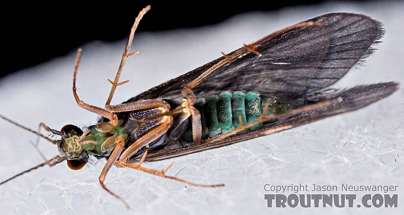 Cheumatopsyche (Little Sister Sedges) Caddisfly Adult from Mystery Creek #43 in New York