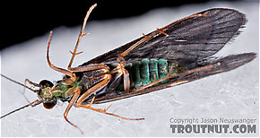 Cheumatopsyche (Little Sister Sedges) Caddisfly Adult