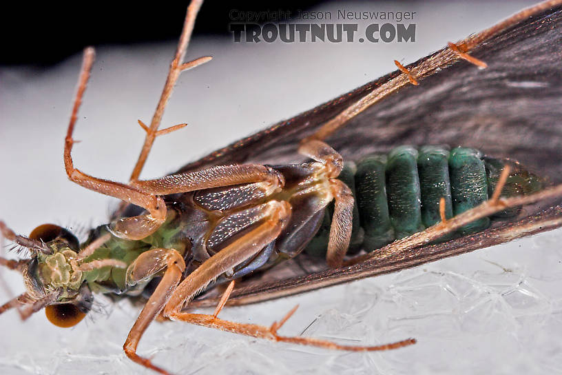 Cheumatopsyche (Little Sister Sedges) Caddisfly Adult from Mystery Creek #43 in New York