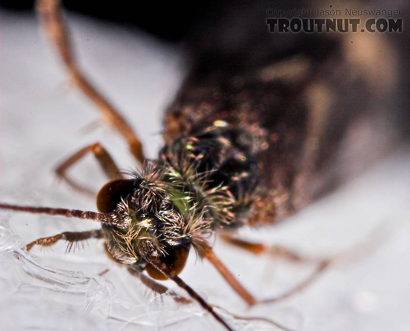 Cheumatopsyche (Little Sister Sedges) Caddisfly Adult from Mystery Creek #43 in New York