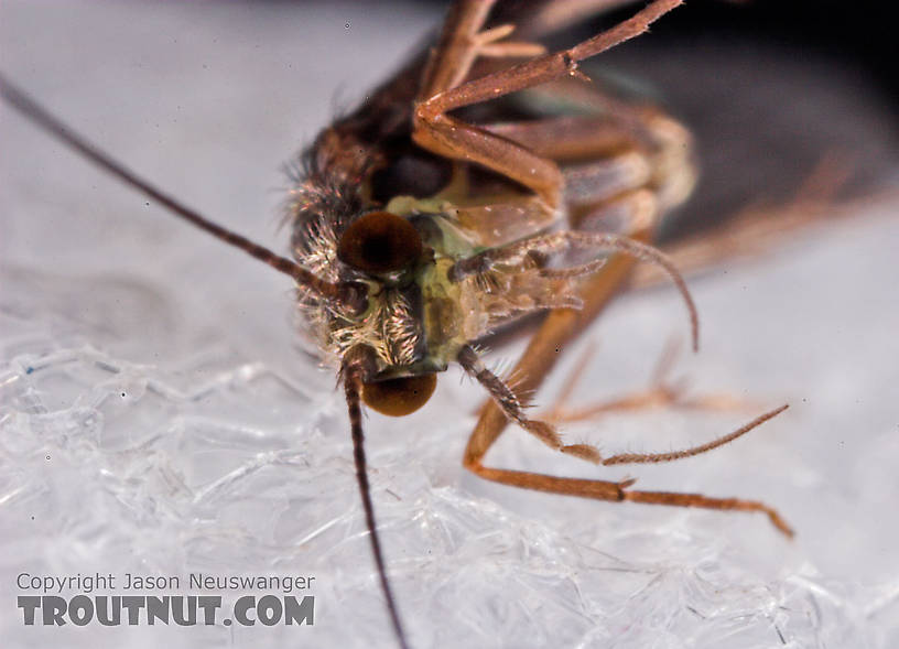 Cheumatopsyche (Little Sister Sedges) Caddisfly Adult from Mystery Creek #43 in New York