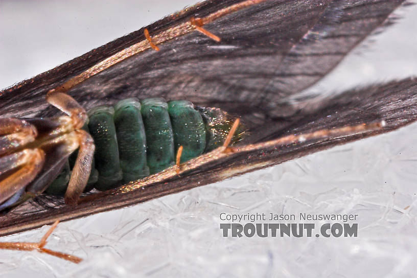 Cheumatopsyche (Little Sister Sedges) Caddisfly Adult from Mystery Creek #43 in New York