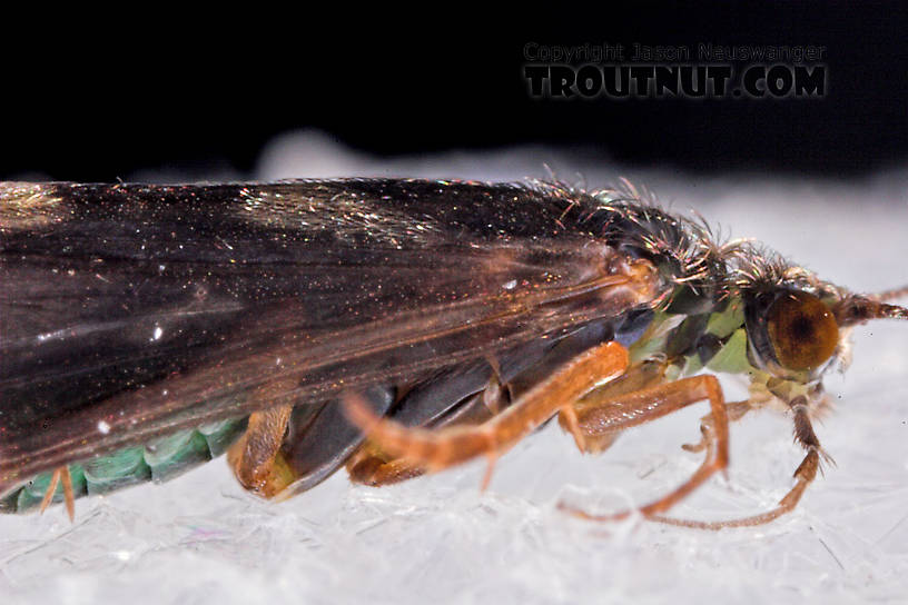 Cheumatopsyche (Little Sister Sedges) Caddisfly Adult from Mystery Creek #43 in New York