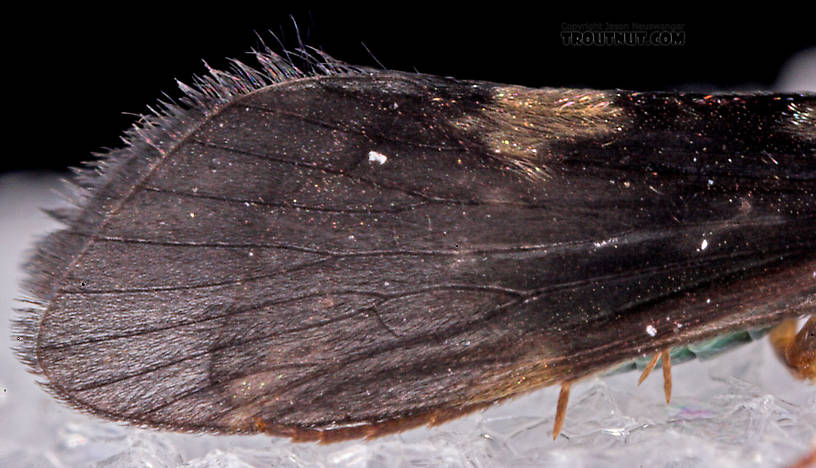 Cheumatopsyche (Little Sister Sedges) Caddisfly Adult from Mystery Creek #43 in New York