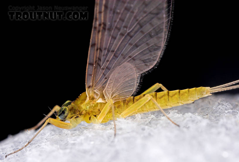 Female Leucrocuta hebe (Little Yellow Quill) Mayfly Dun from Mystery Creek #43 in New York