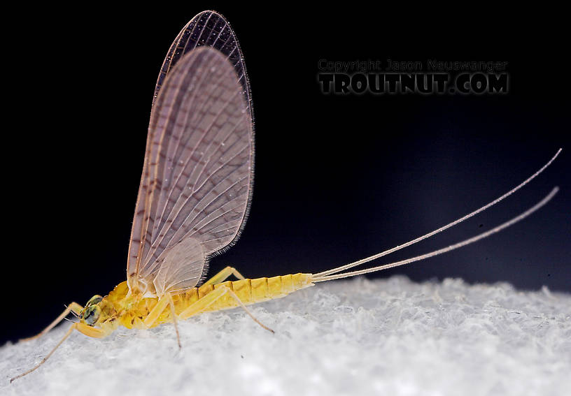 Female Leucrocuta hebe (Little Yellow Quill) Mayfly Dun from Mystery Creek #43 in New York