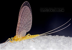 Female Leucrocuta hebe (Little Yellow Quill) Mayfly Dun