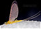 Female Leucrocuta hebe (Little Yellow Quill) Mayfly Dun