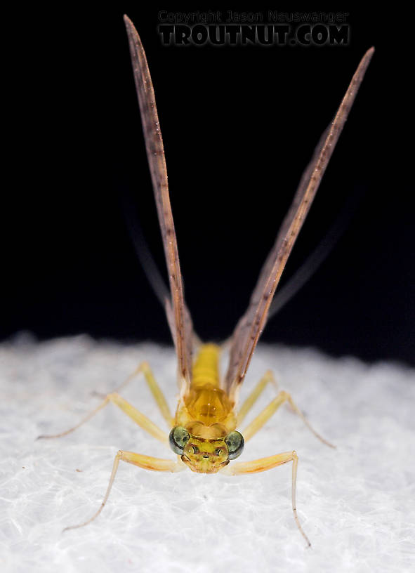 Female Leucrocuta hebe (Little Yellow Quill) Mayfly Dun from Mystery Creek #43 in New York