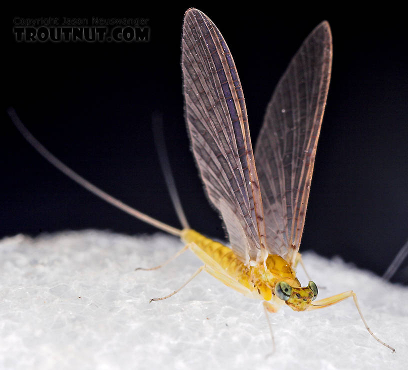 Female Leucrocuta hebe (Little Yellow Quill) Mayfly Dun from Mystery Creek #43 in New York