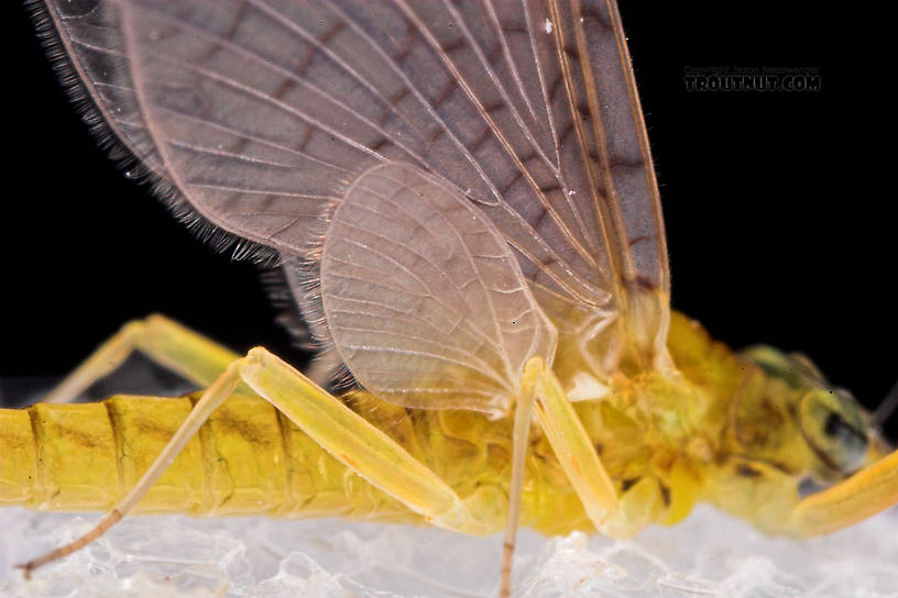 Female Leucrocuta hebe (Little Yellow Quill) Mayfly Dun from Mystery Creek #43 in New York