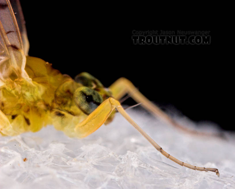 Female Leucrocuta hebe (Little Yellow Quill) Mayfly Dun from Mystery Creek #43 in New York