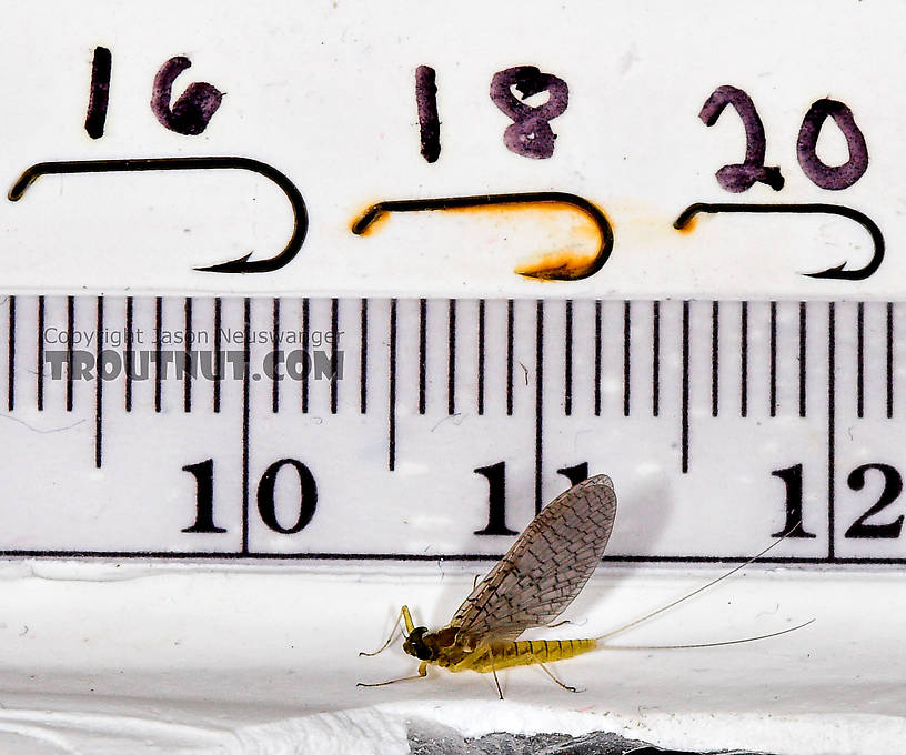 Female Leucrocuta hebe (Little Yellow Quill) Mayfly Dun from Mystery Creek #43 in New York