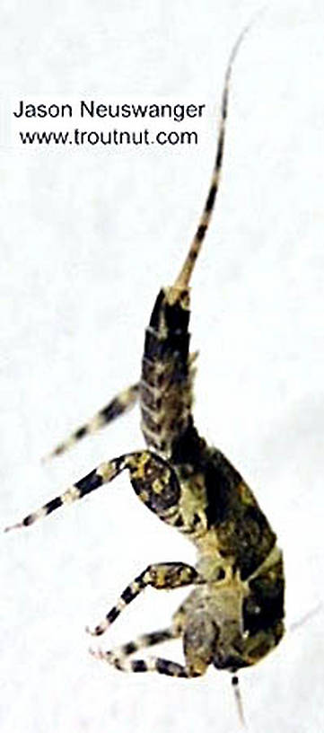 Ephemerella invaria (Sulphur Dun) Mayfly Nymph from the Namekagon River in Wisconsin