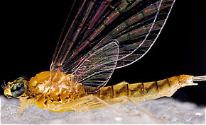 Female Leucrocuta hebe (Little Yellow Quill) Mayfly Spinner