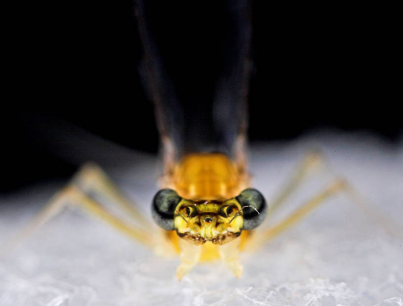 Female Leucrocuta hebe (Little Yellow Quill) Mayfly Spinner from Mystery Creek #43 in New York