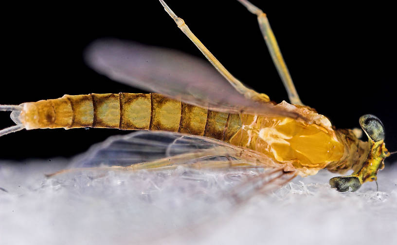 Female Leucrocuta hebe (Little Yellow Quill) Mayfly Spinner from Mystery Creek #43 in New York