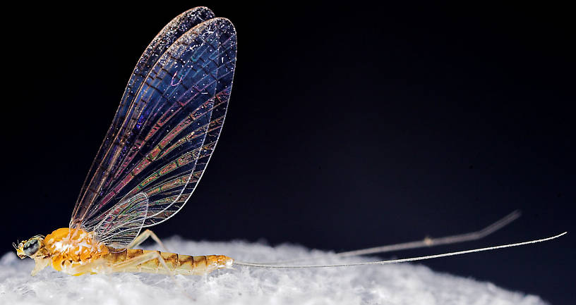 Female Leucrocuta hebe (Little Yellow Quill) Mayfly Spinner from Mystery Creek #43 in New York