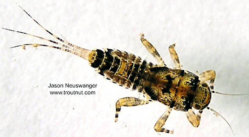 Ephemerella invaria (Sulphur Dun) Mayfly Nymph from the Namekagon River in Wisconsin