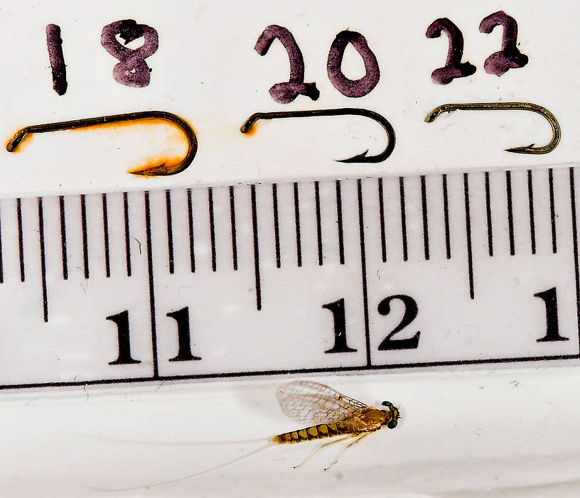 Female Leucrocuta hebe (Little Yellow Quill) Mayfly Spinner from Mystery Creek #43 in New York